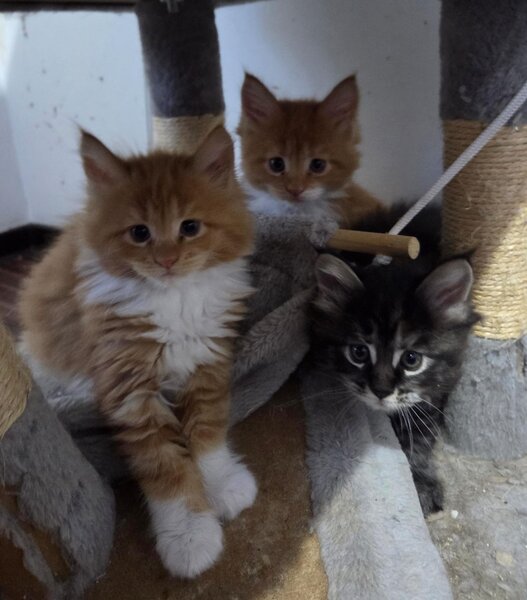 Pui de Maine coon rasa pura.