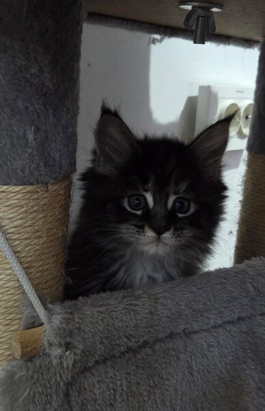 Pui de Maine coon rasa pura.