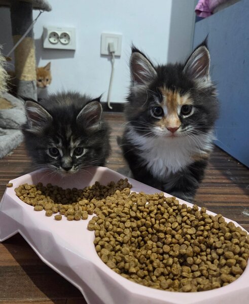 Pui de Maine coon rasa pura.