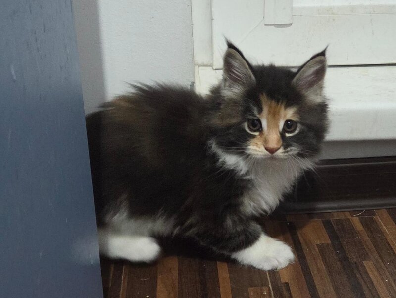 Pui de Maine coon rasa pura.