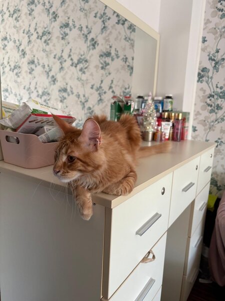 Pui de Maine coon rasa pura.