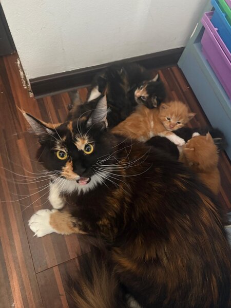 Pui de Maine coon rasa pura.