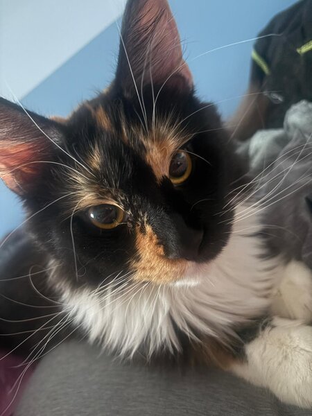 Pui de Maine coon rasa pura.