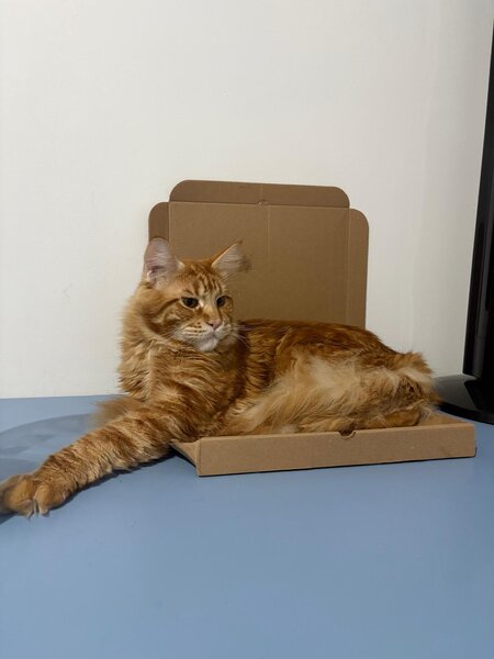 Pui de Maine coon rasa pura.