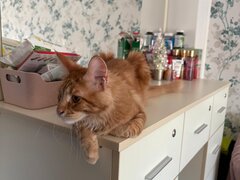 Pui de Maine coon rasa pura