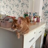 Pui de Maine coon rasa pura