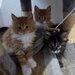 Pui de Maine coon rasa pura.