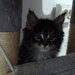 Pui de Maine coon rasa pura.
