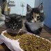 Pui de Maine coon rasa pura.