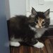 Pui de Maine coon rasa pura.