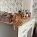 Pui de Maine coon rasa pura.