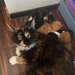 Pui de Maine coon rasa pura.
