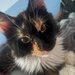 Pui de Maine coon rasa pura.